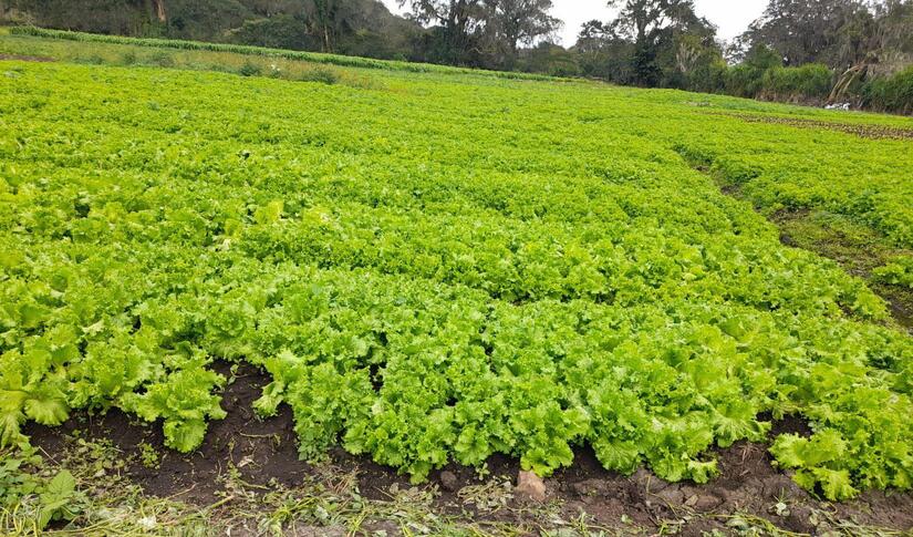 LECHUGA4