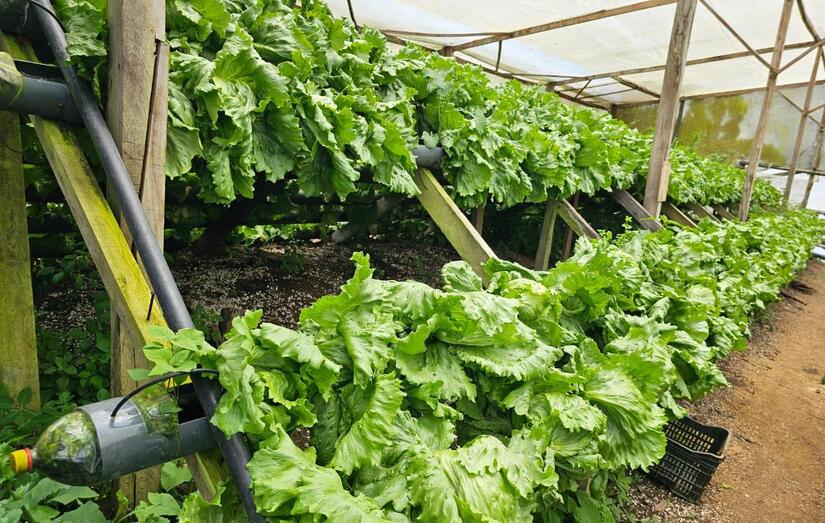 LECHUGA5