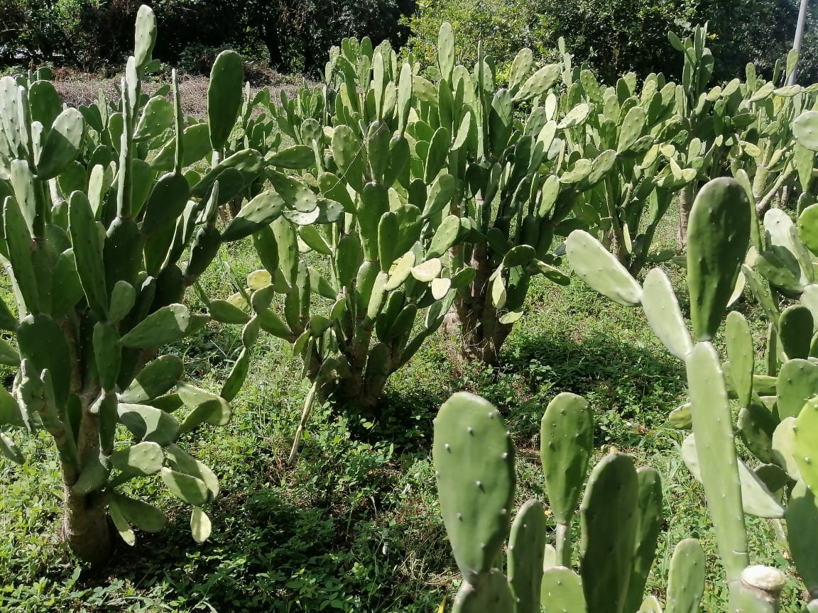 NOPAL6