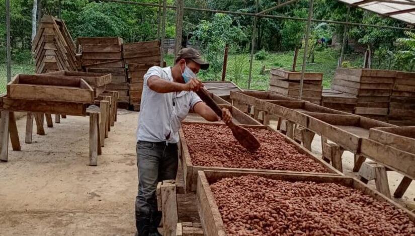 Cacao-en-Nicaragua-5