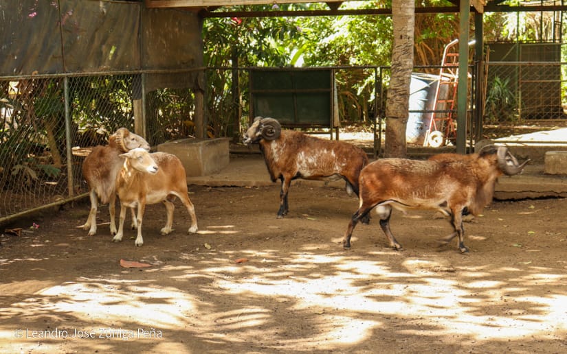 Zoologico--(25)