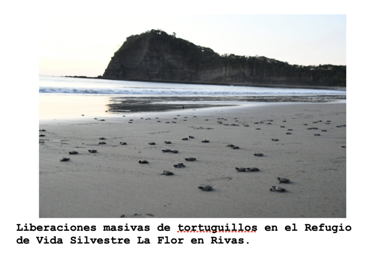 tortugas-4