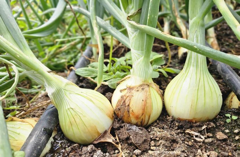 Productores-de-Cebolla1