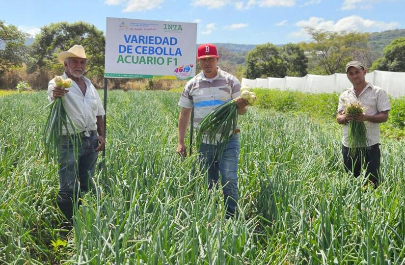 Productores-de-Cebolla4