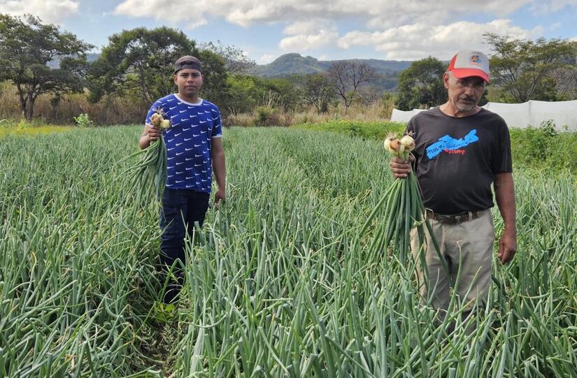 Productores-de-Cebolla5