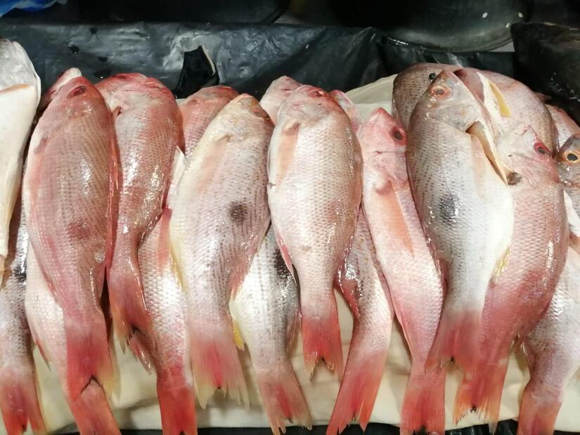 INPESCA1