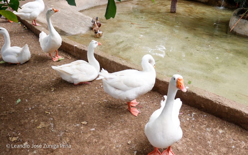 Zoologico-Nacional-(11)