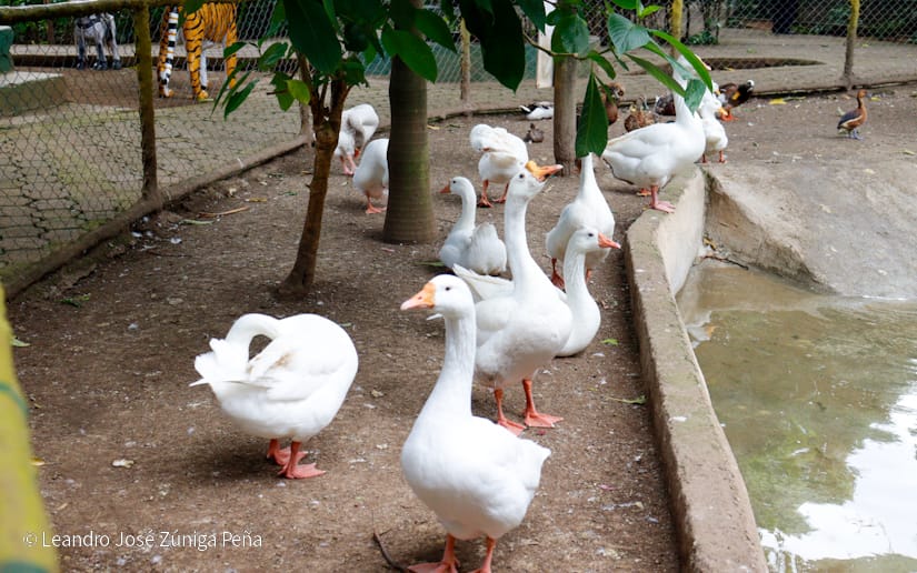 Zoologico-Nacional-(12)