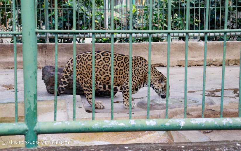 Zoologico-Nacional-(32)