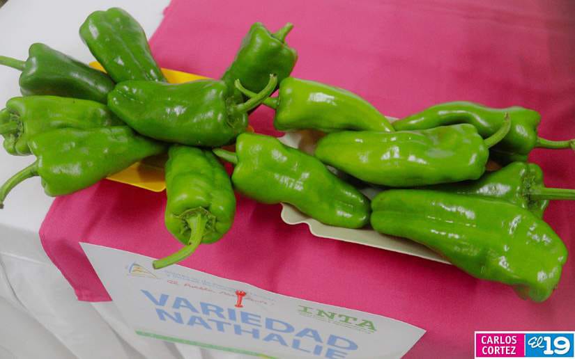 Nueva-variedad-de-chiltoma-1