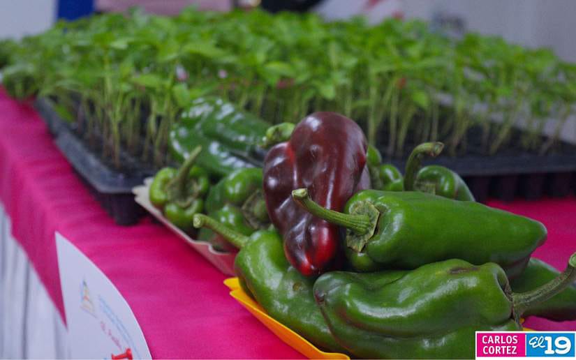 Nueva-variedad-de-chiltoma-12