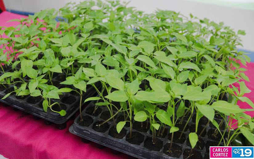 Nueva-variedad-de-chiltoma-5