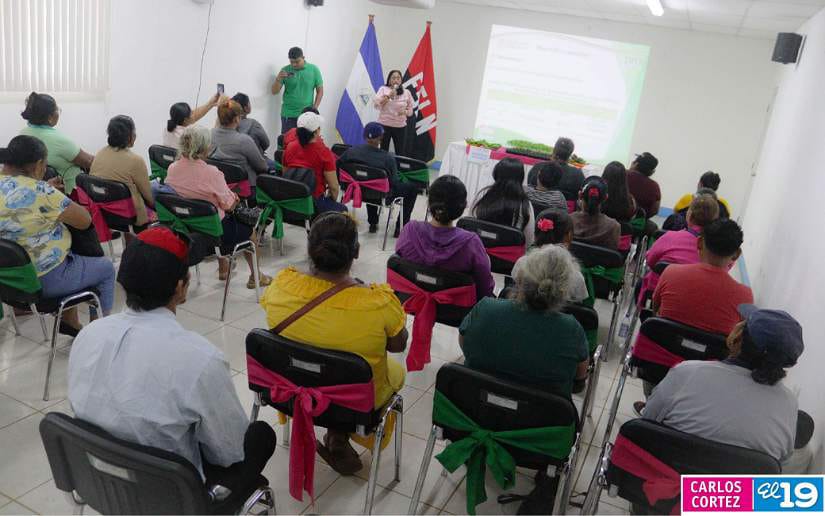 Nueva-variedad-de-chiltoma-8