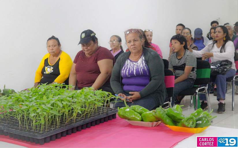 Nueva-variedad-de-chiltoma-9