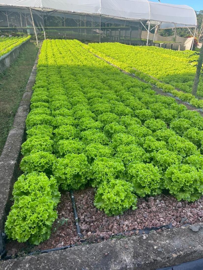 LECHUGA5