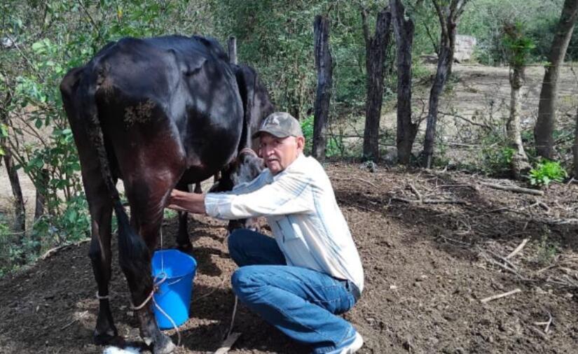 PRODUCCION-DE-LECHE-(2)