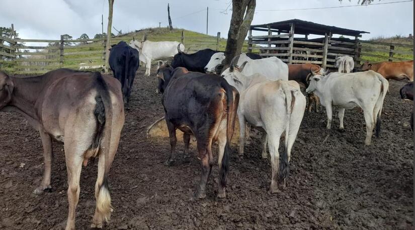 PRODUCCION-DE-LECHE-(4)