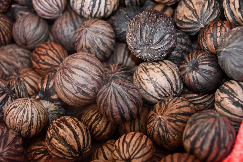 Banco-de-semillas--4