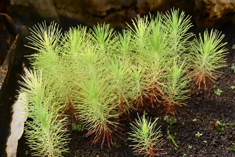 Banco-de-semillas--7