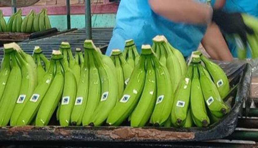 BANANO01