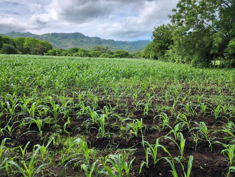 SORGO2