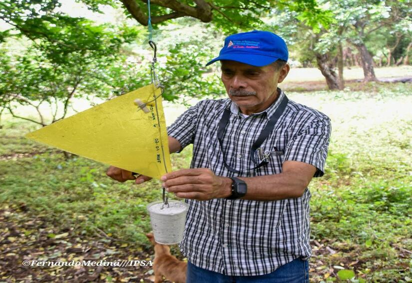 GUSANO-BARRENADOR-6