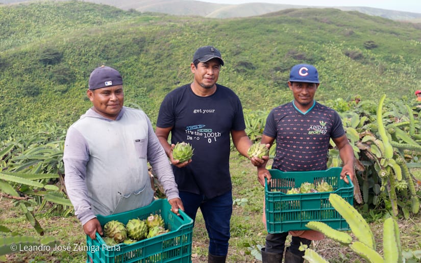 PITAHAYA12