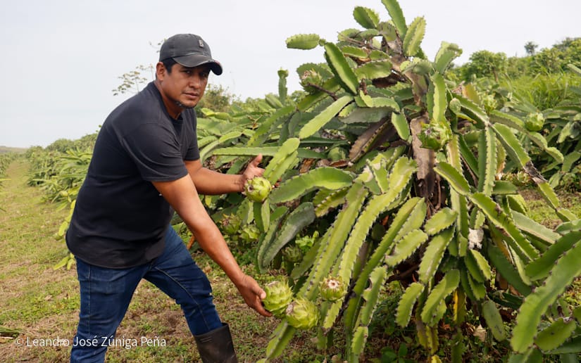 PITAHAYA13