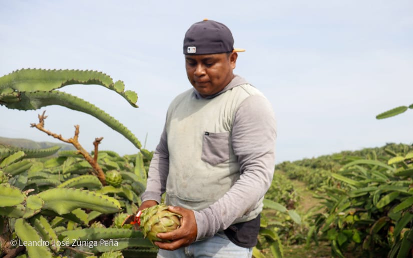 PITAHAYA17