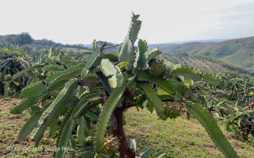 PITAHAYA24