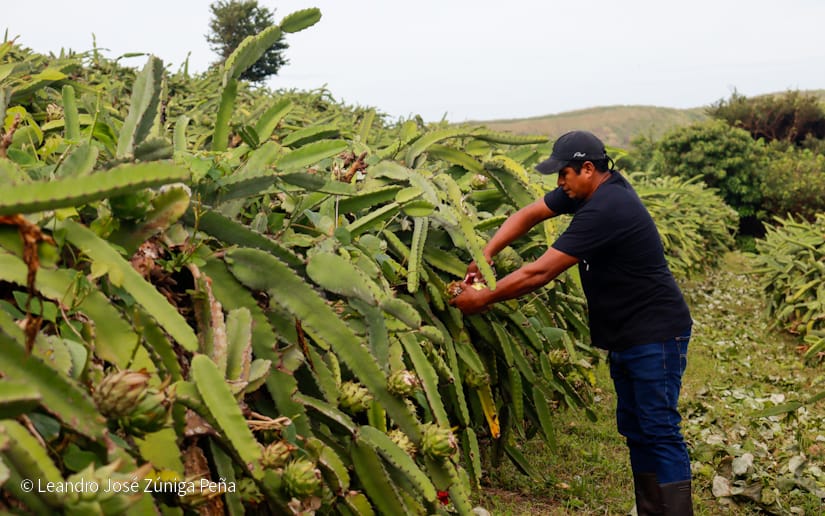 PITAHAYA39