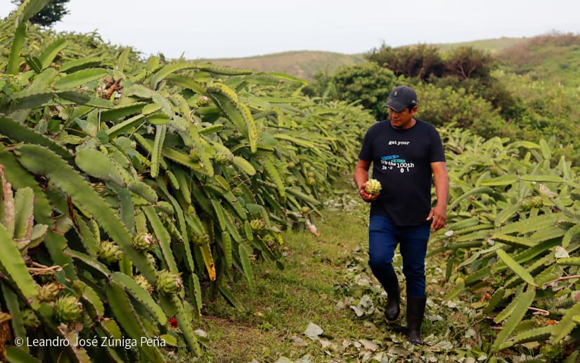 PITAHAYA40