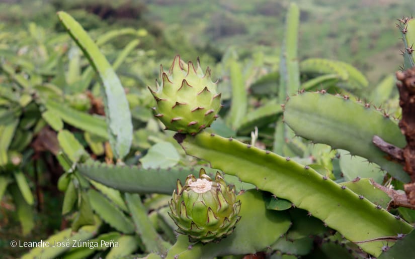 PITAHAYA47