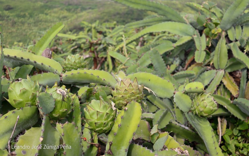 PITAHAYA5