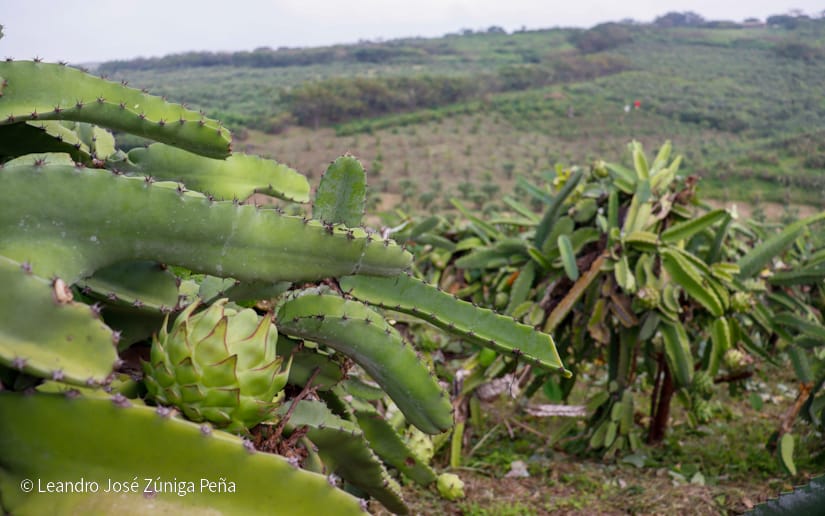 PITAHAYA50