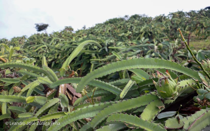 PITAHAYA7