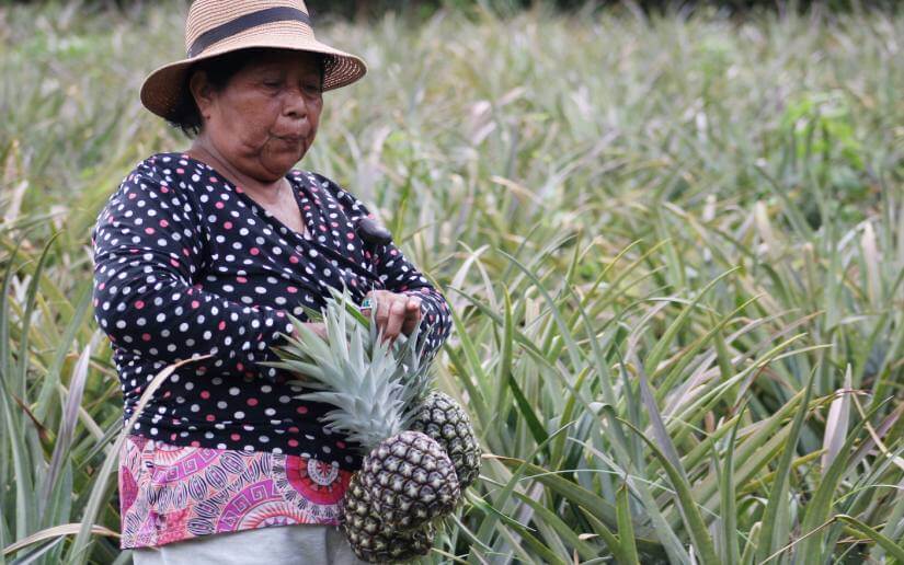 reporte-piñas-17