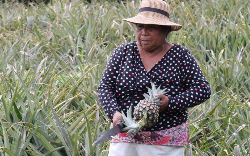 reporte-piñas-2