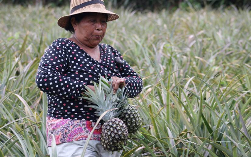 reporte-piñas-3