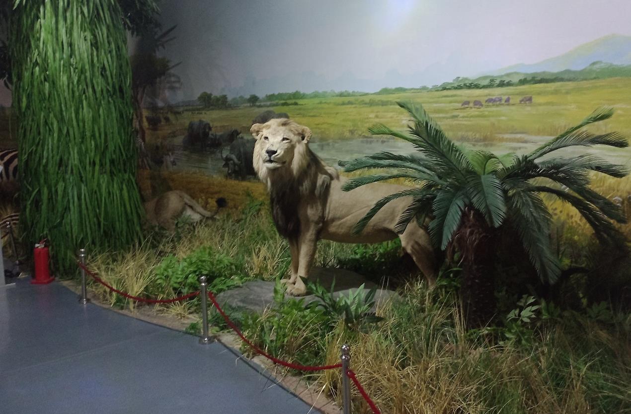 MUSEO4