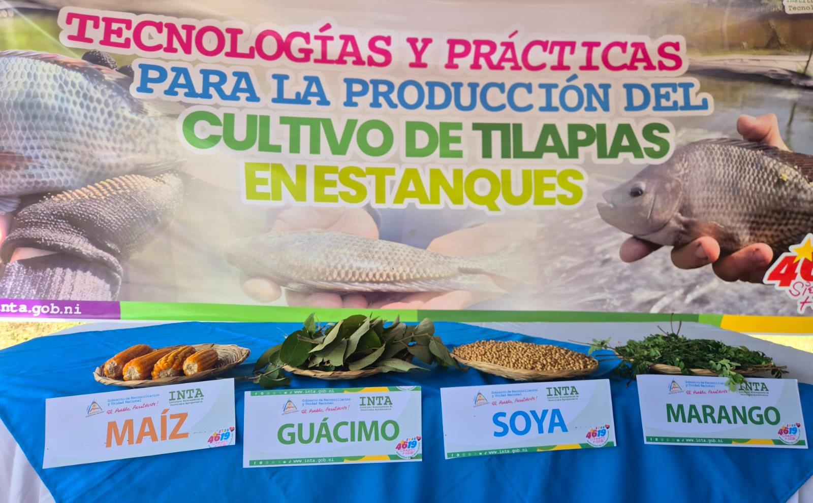 TILAPIA4