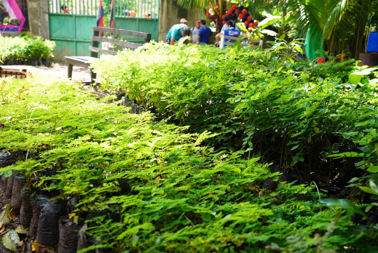 VIVERO2