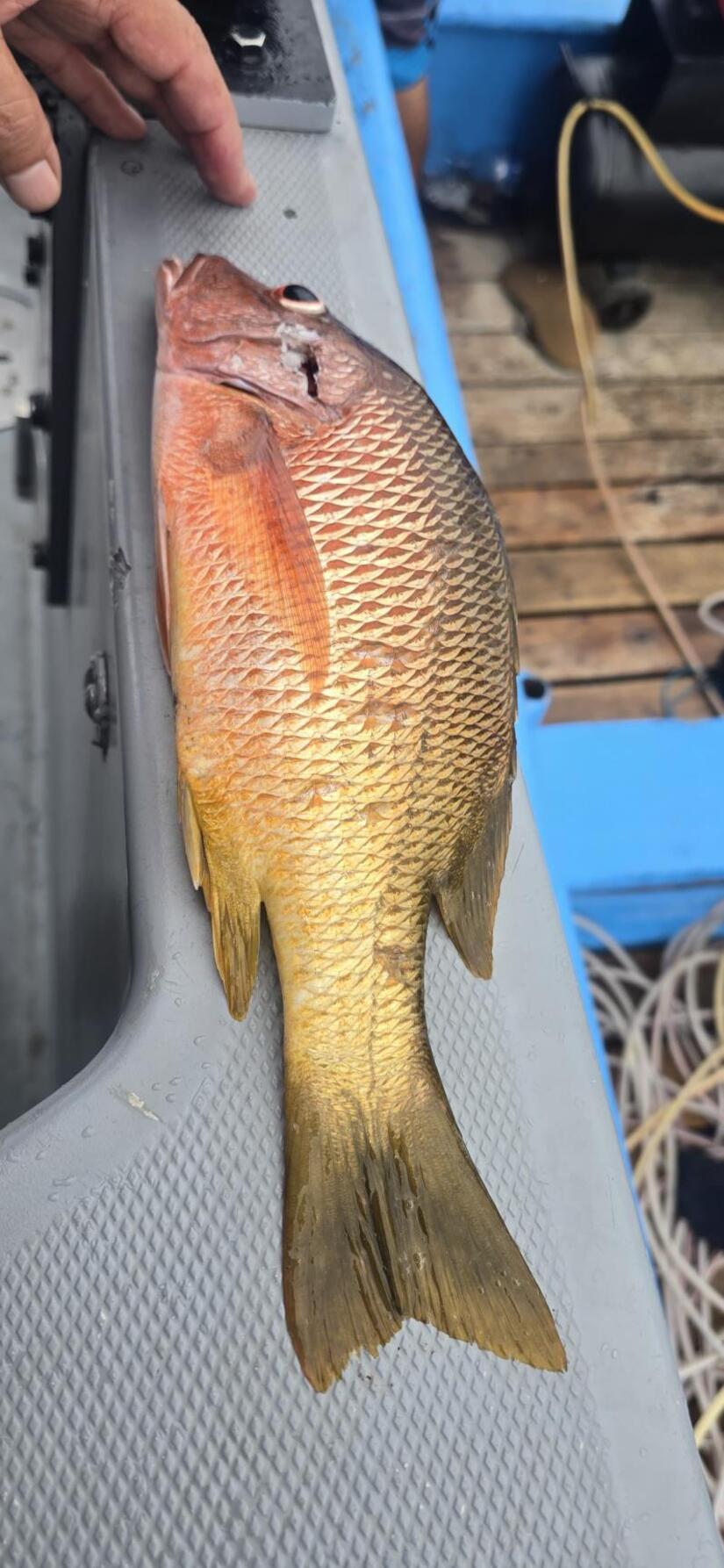 INPESCA10