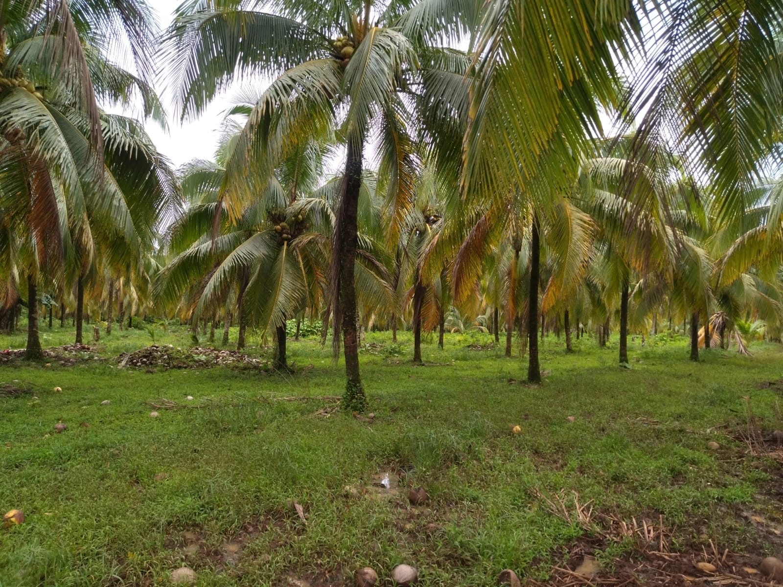 coco2