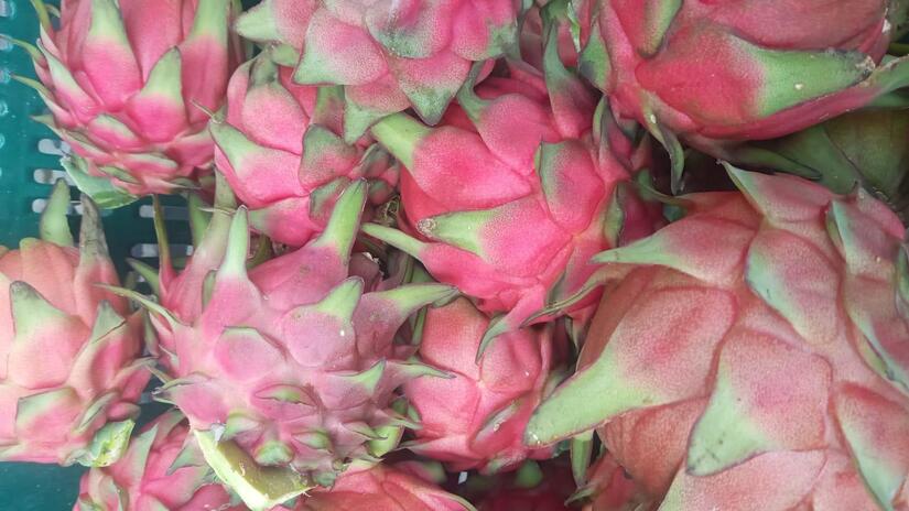 PITAHAYA1
