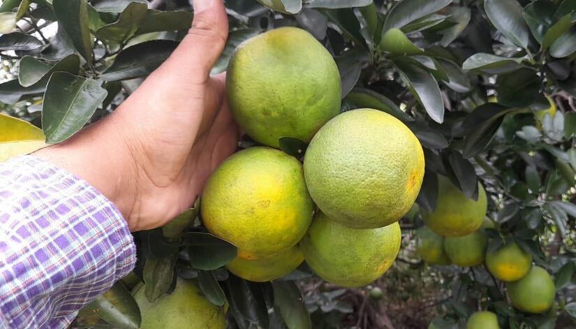 CITRICOS-(2)