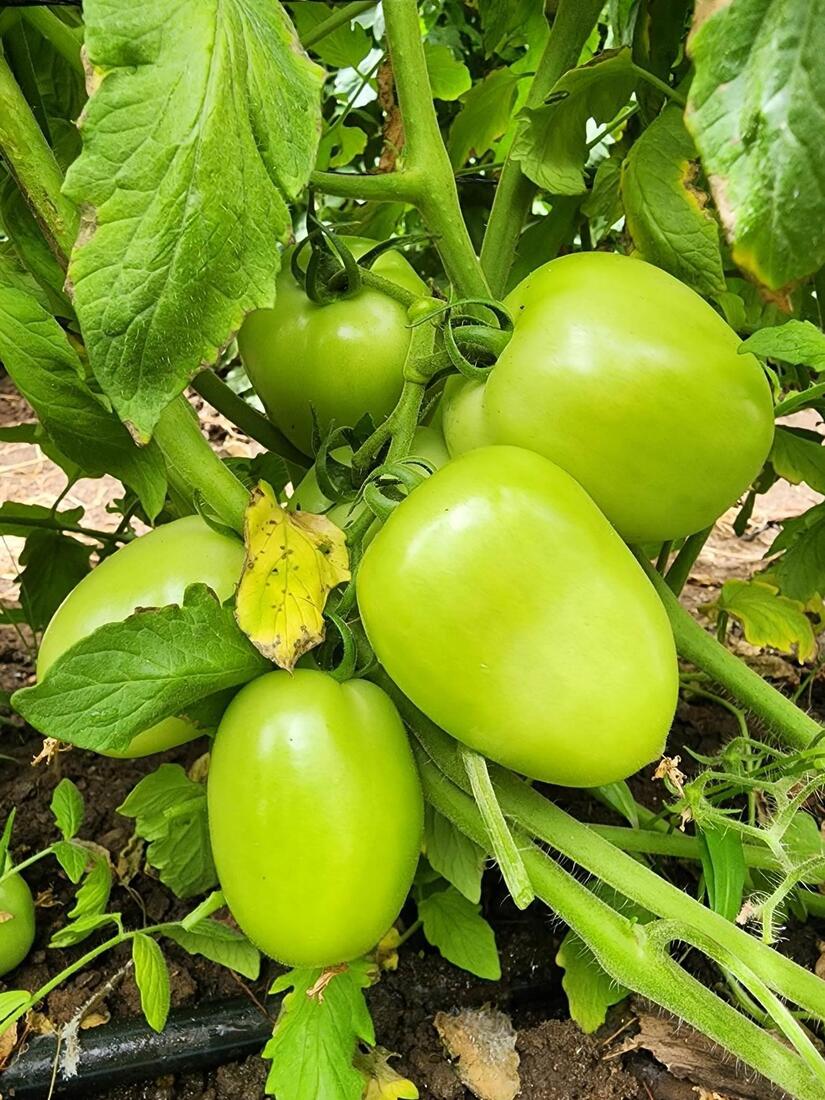 TOMATE2