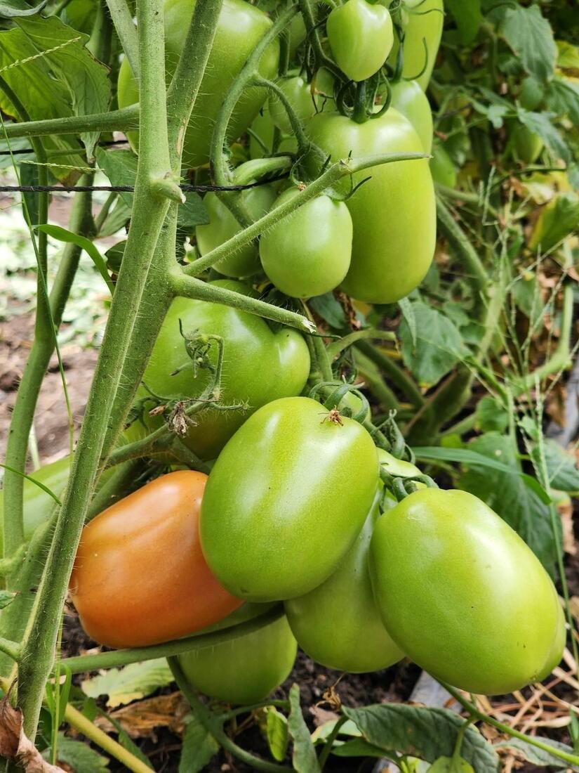 TOMATE3