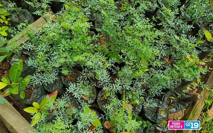 PLANTAS3