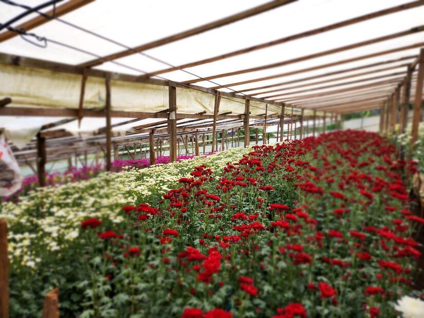 FLORES3